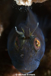 Blenny portrait off the coast of S. Carolina on the wreck... by Michael Schlenk 